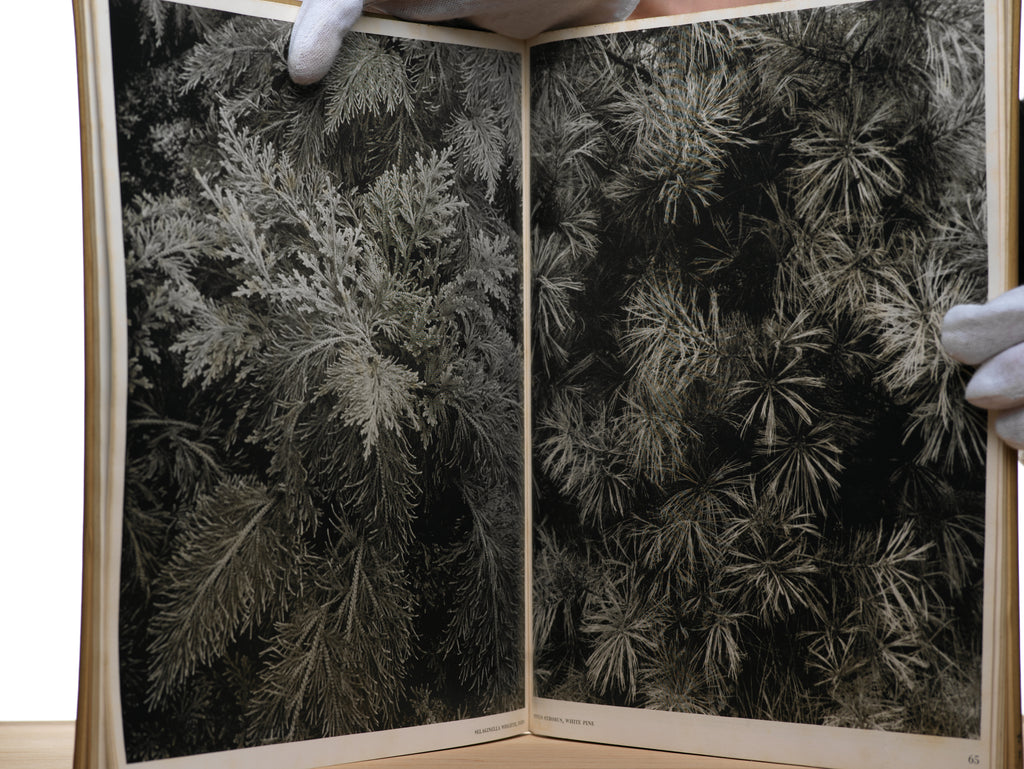 Horst, H.P. - Patterns from Nature: Photographs by Horst