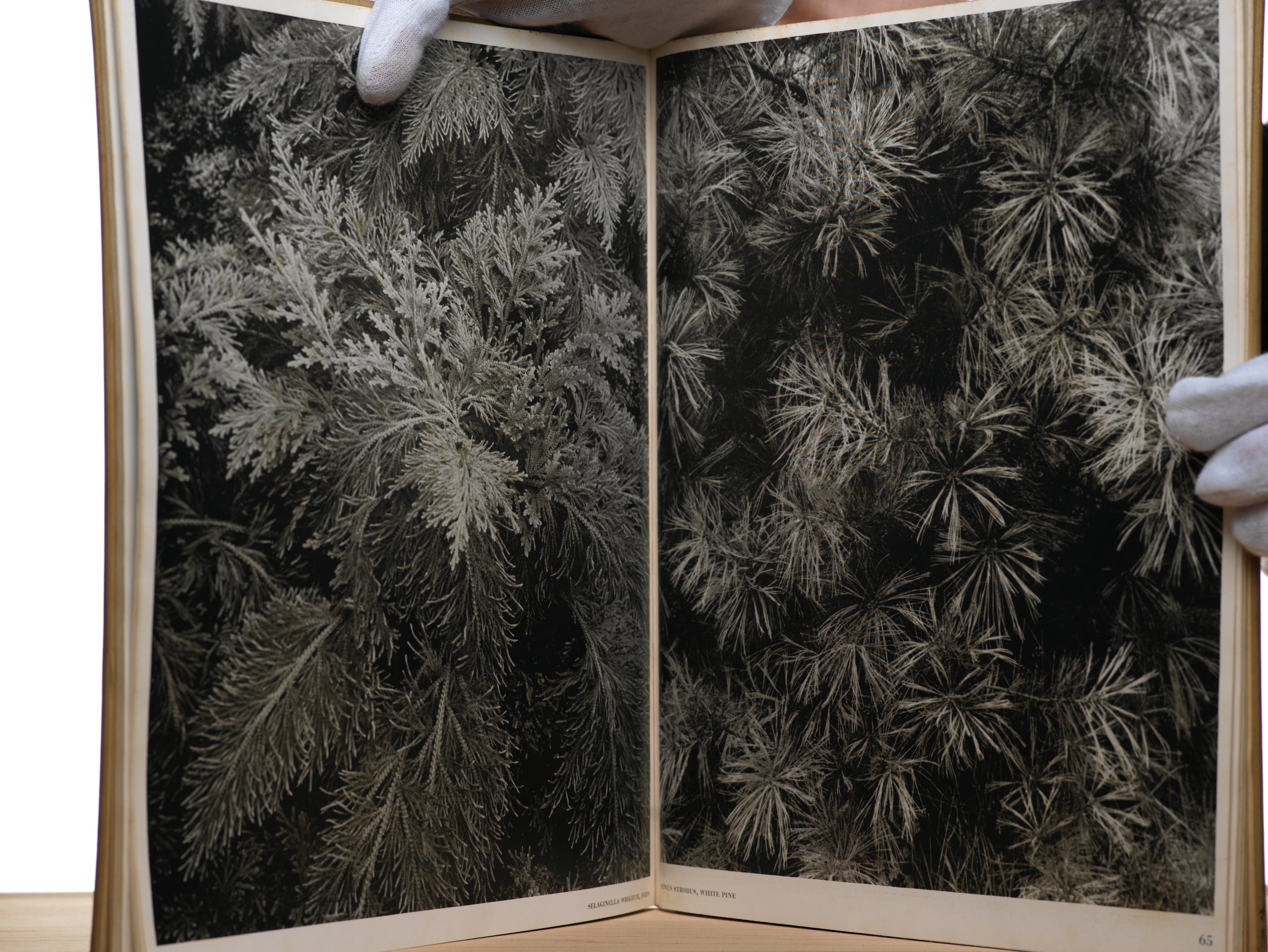 Horst, H.P. - Patterns from Nature: Photographs by Horst
