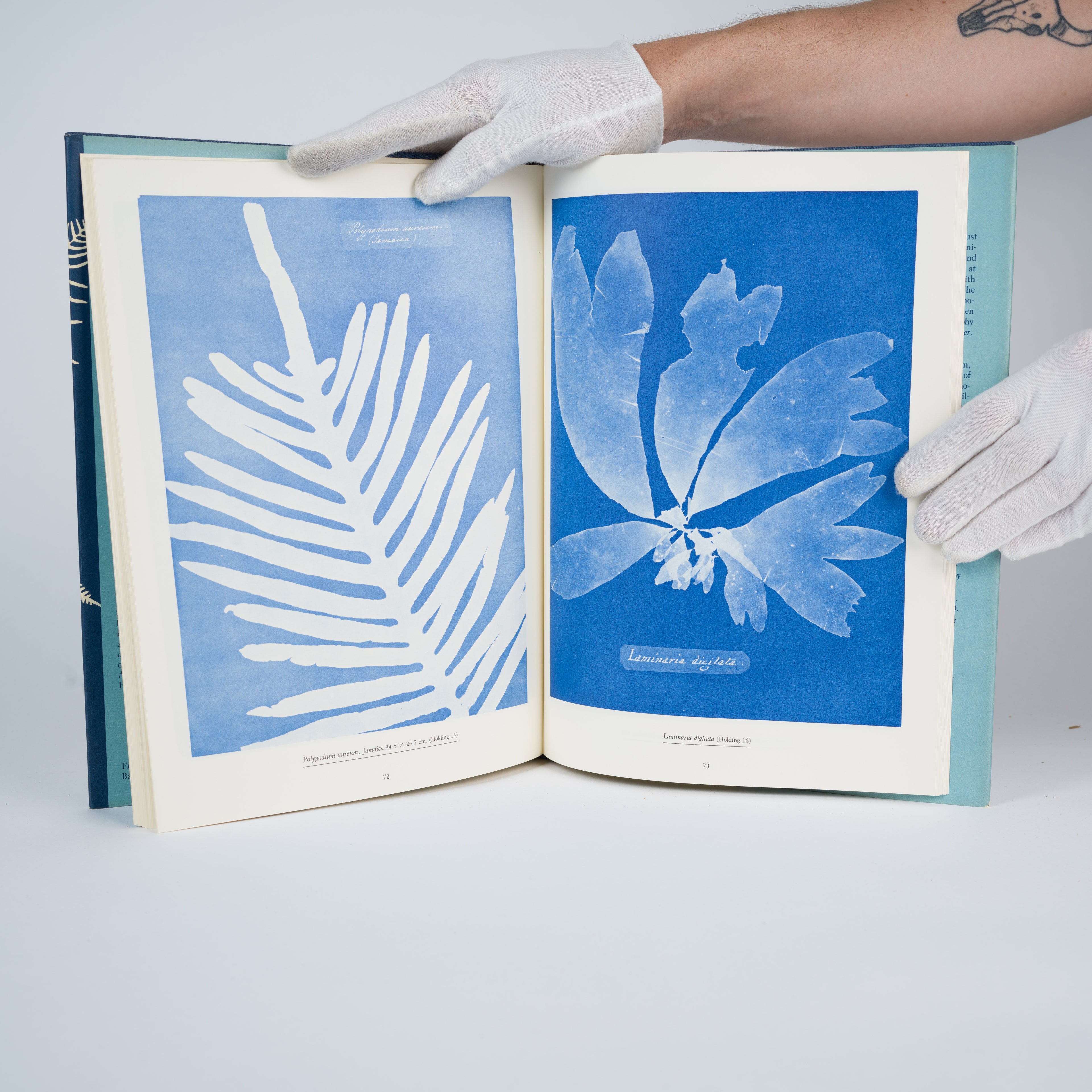 Atkins, Anna - Sun Gardens: Victorian Photograms